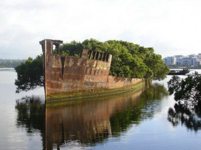 SS Ayrfield: Корабль - плавающий лес (Сидней, Австралия)