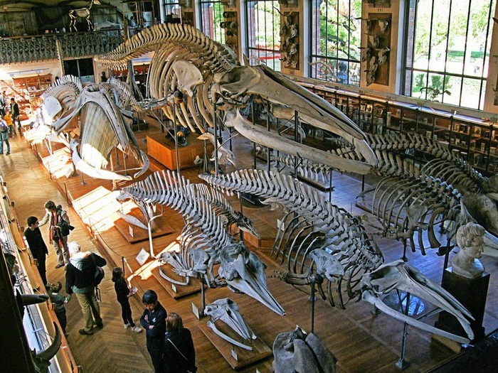 Галерея сравнительной анатомии и палеонтологии (Париж)