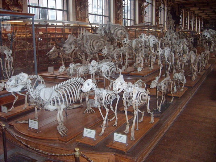 Галерея сравнительной анатомии и палеонтологии (Париж)