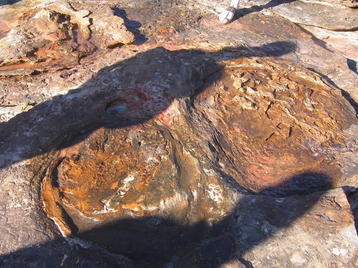 Окаменевшие следы динозавров в Гантеаум Пойнт (Австралия)