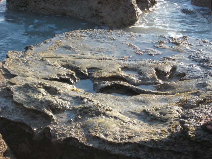 Окаменевшие следы динозавров в Гантеаум Пойнт (Австралия)