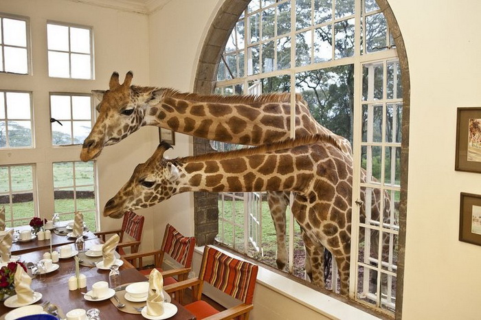 Отель Giraffe Manor (Найроби, Кения)
