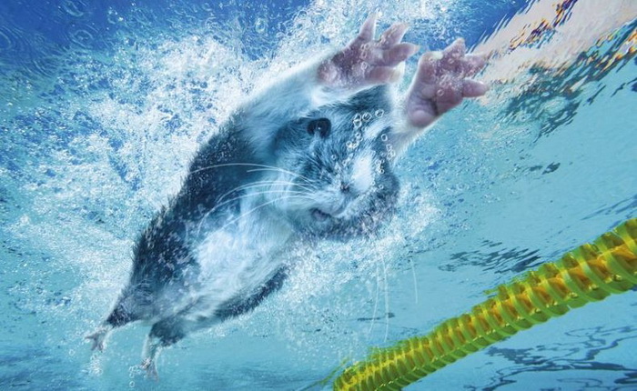 Календарь с изображением морских свинок, вдохновленный Олимпийскими играми в Лондоне