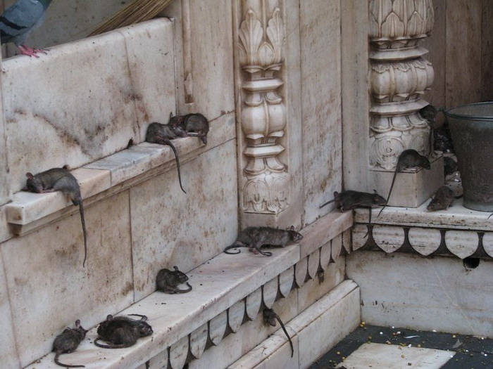 Храм Карни Мата в Индии - дом для 20 000 крыс