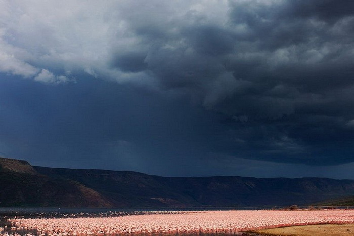 Миллионы розовых фламинго на фотографиях Мартина Харви