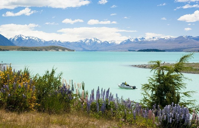 Живописное озеро Текапо и ковер из цветущих люпинов (Новая Зеландия)