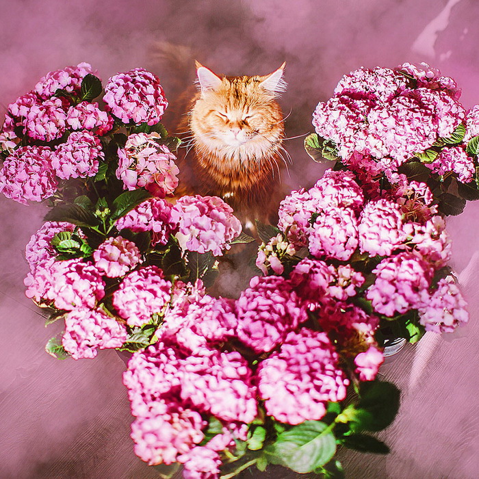 Кот по кличке Котлета на фотографиях от Кристины Макеевой