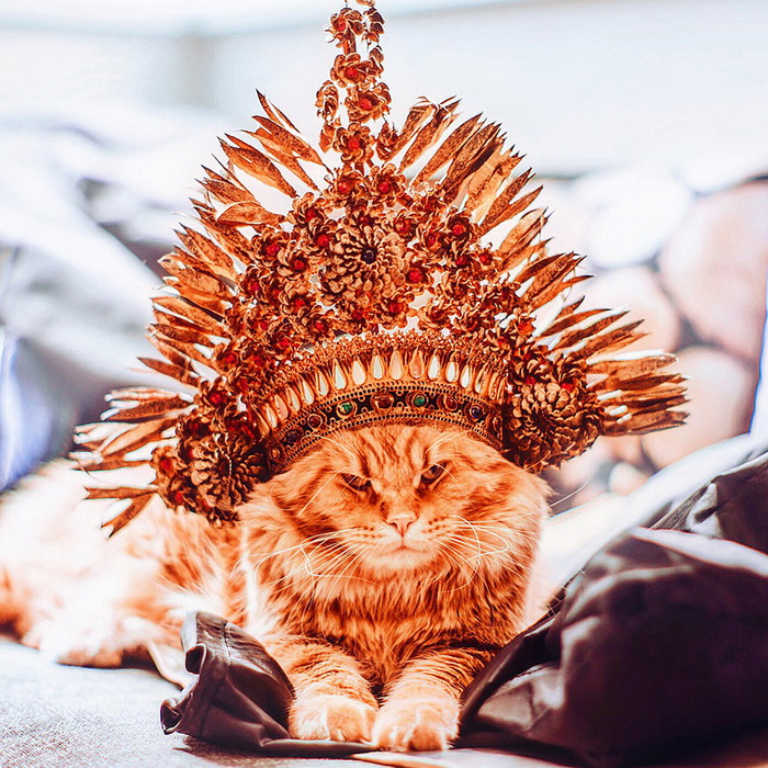 Кот по кличке Котлета на фотографиях от Кристины Макеевой