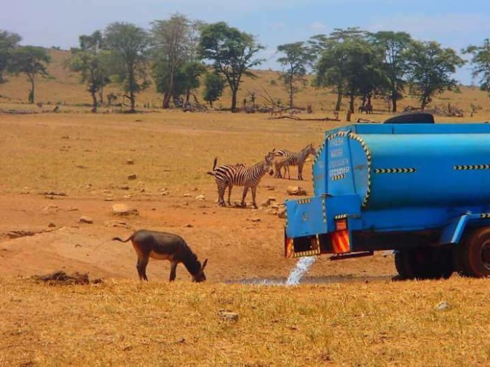 Мужчина привозит воду животным в Национальный парк Тсаво (Кения)