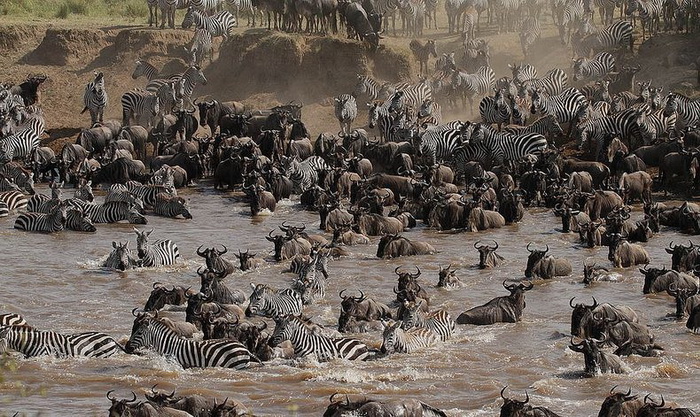 Великая миграция животных в Африке