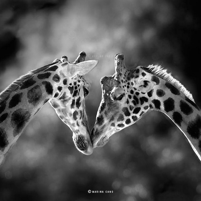 Фотографии диких животных от Марины Кано (Marina Cano)