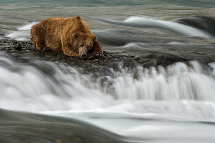 Бурые медведи на фотографиях Марселя Ван Остена