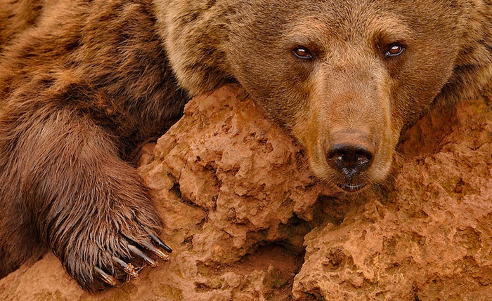 Бурые медведи на фотографиях Марселя Ван Остена
