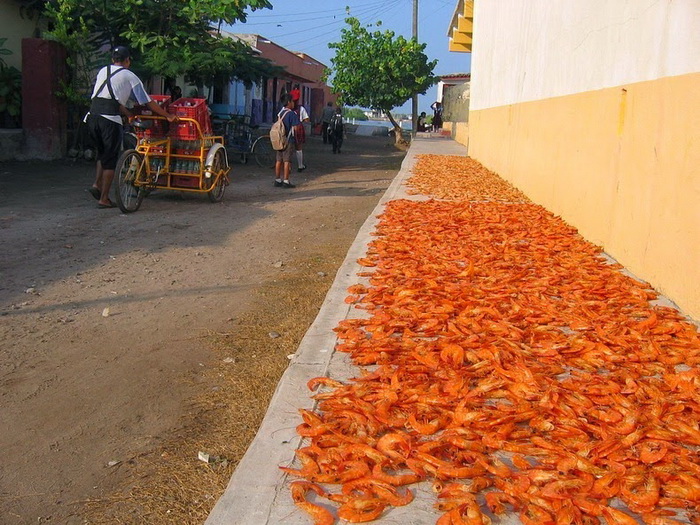 Креветки сушатся на тротуарах (поселок Мескальтитан)