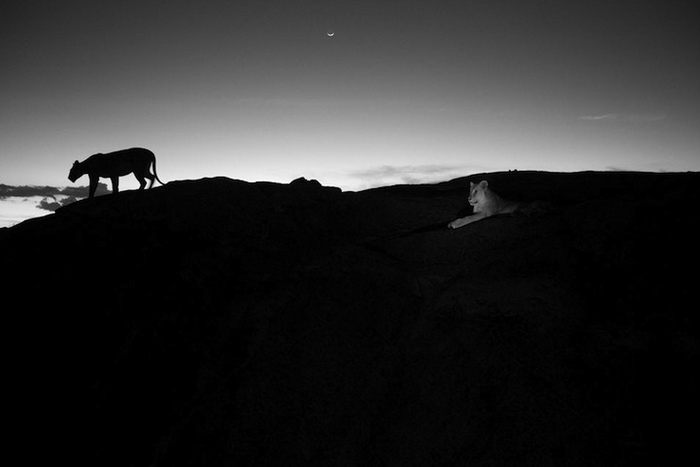 Львы и слоны на фотографиях Майкла Николса (Michael Nichols)