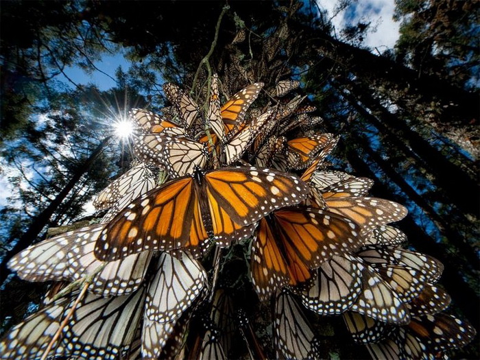 Ежегодная миграция бабочек Монарх в Мексику