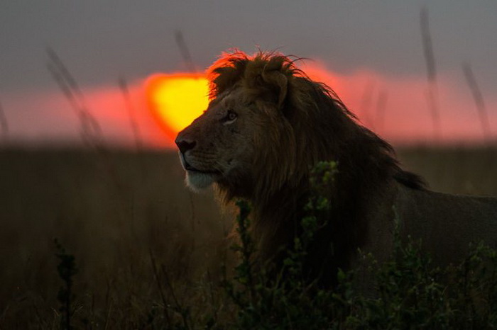 Африканский огонь: фотографии Пола Гольдштейна (Paul Goldstein)