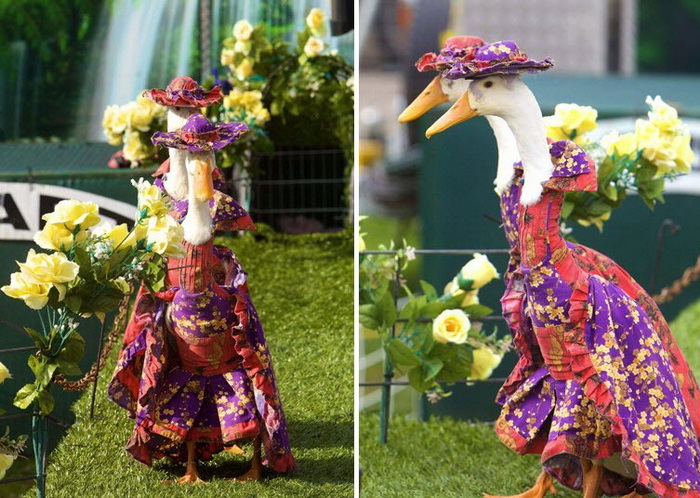 Pied Piper Duck Show: утиный показ мод в Сиднее