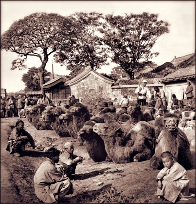 Мужчины позируют с верблюдами. Верблюды были основным транспортом до появления нормальных дорог и железнодорожного сообщения. Пекин, 1901 г.