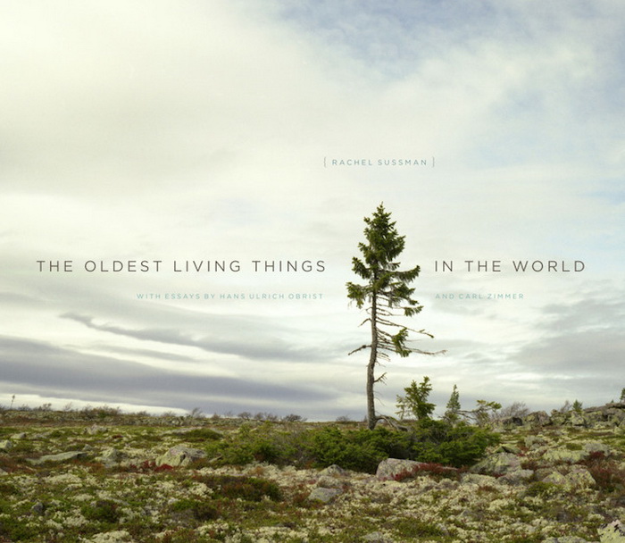 «The Oldest Living Things in the World»: фотокнига от Рейчал Сассман (Rachel Sussman)