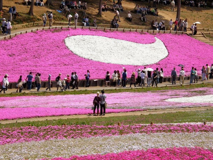 Цветущий парк Хицужияма (Япония)