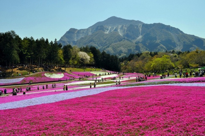 Цветущий парк Хицужияма (Япония)