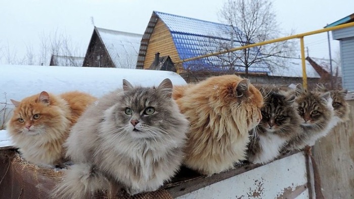 Сибирские коты Аллы Лебедевой.