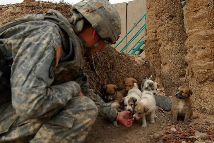 Солдат и крохотные щенки