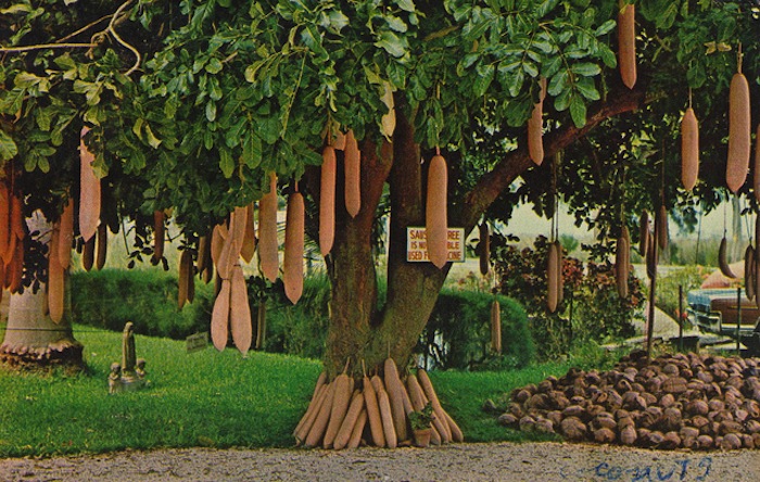 Колбасное дерево, Флорида