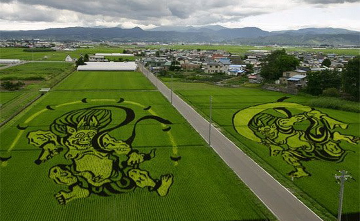 Удивительные рисунки на полях в Японии, выполненные из разноцветных саженцев риса
