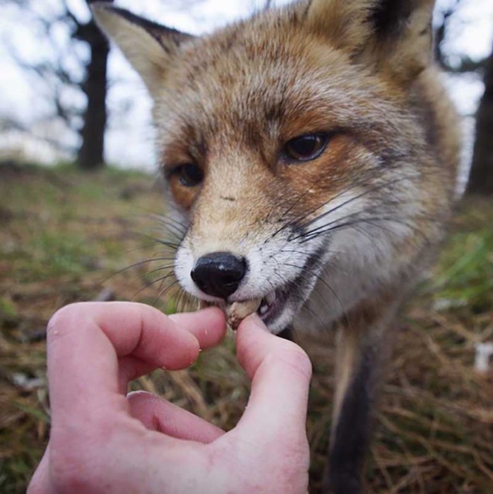 Даже лисы без опаски едят прямо из рук Конста Пукка.