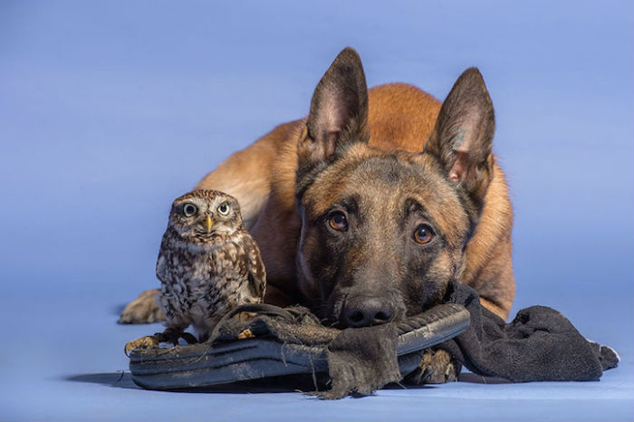 Невероятная дружба совы и собаки в фотоцикле Тани Брандт