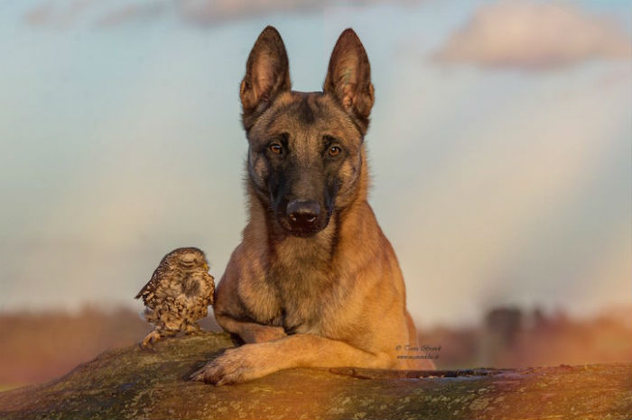 Приятельские отношения совы Польди и милой овчарки Инго заинтересовали фотографа