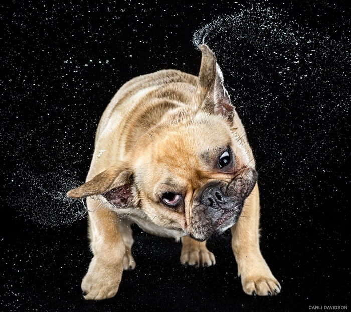Серия фотографий встряхивающихся собак Carli Davidson