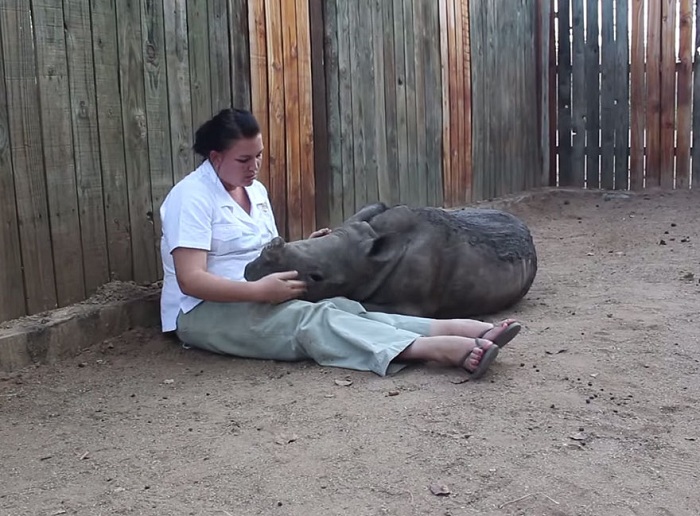 Волонтер успокаивает носорога.
