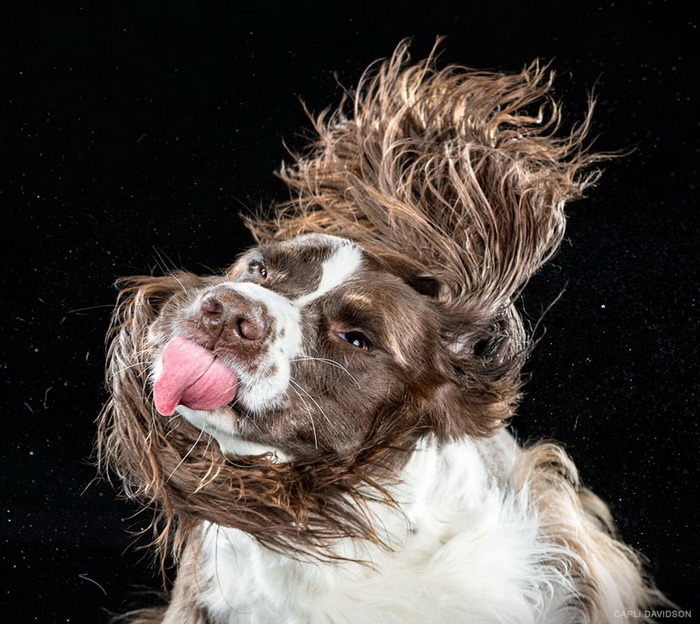 Серия фотографий собак Carli Davidson: пора встряхнуться