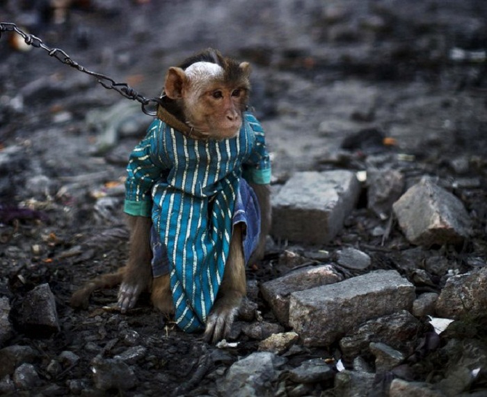 Дрессированные обезьяны в Пакистане