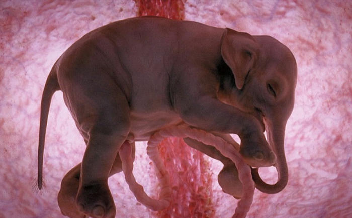 Слон в утробе матери