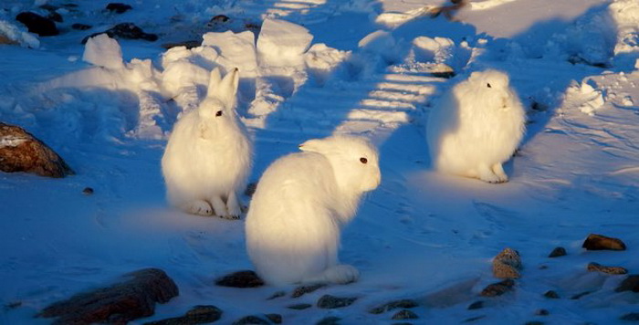 Arctic Hare: не боится морозов