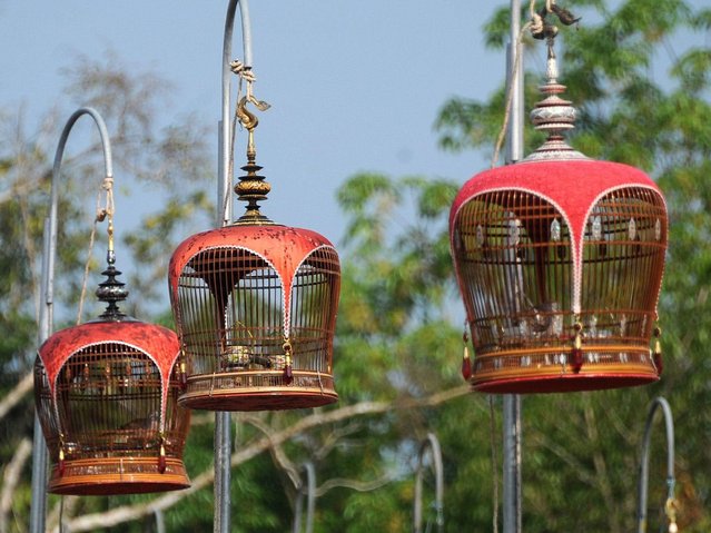 Конкурс певчих птиц