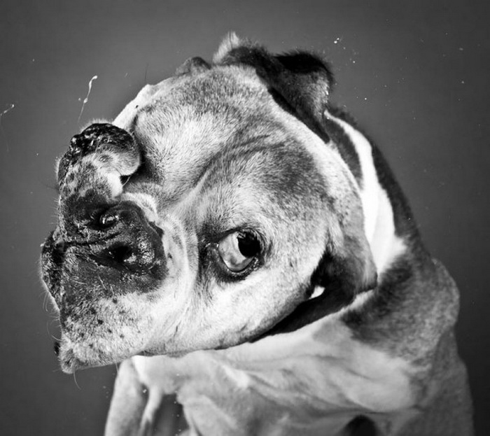 Серия фотографий встряхивающихся собак фотографа Carli Davidson
