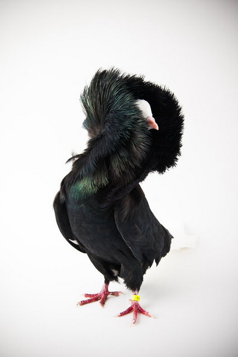 Фотосессия Darwin's Pigeons с голубями в главной роли.