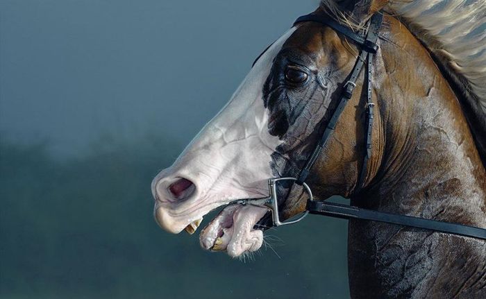 Великолепные лошади на снимках Tim Flach