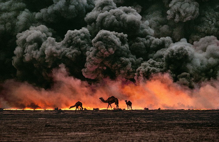 Верблюды на фоне нефтяных полей