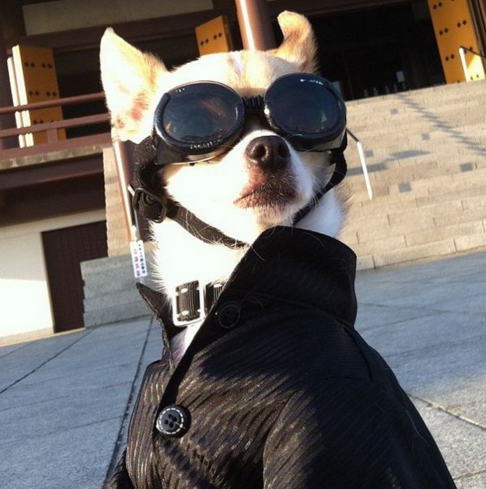 Собака в кепке и очках