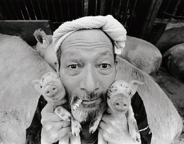 Японский фермер Otchan со свиньями.