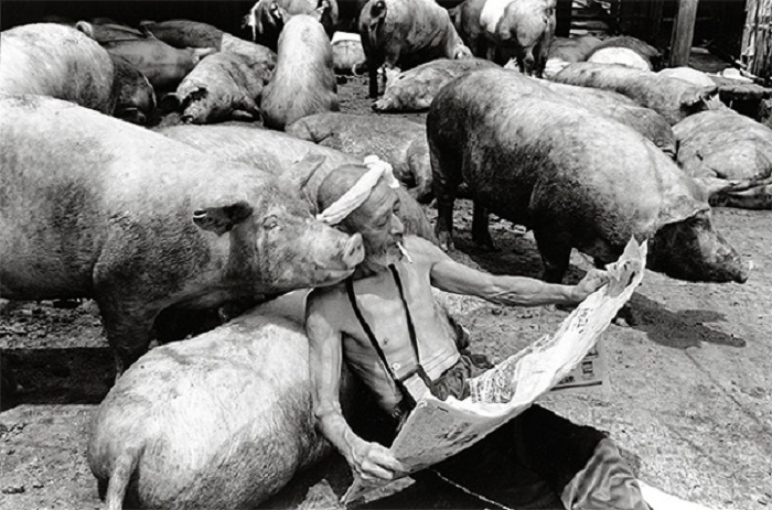 Фермер Otchan со своими свиньями.