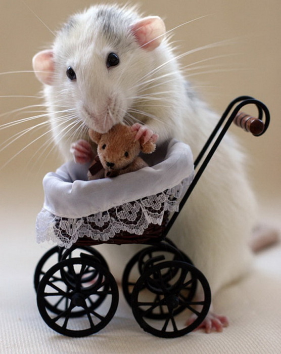 Умилительные крысята с игрушками