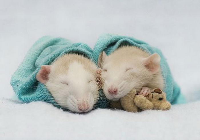 Фотосессия с крысами в главной роли от Jessica Florence и Ellen van Deelen