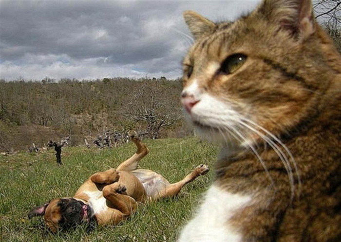 Кошки в стиле Selfie